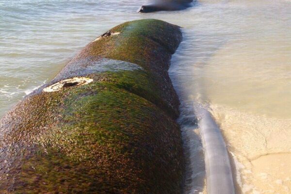 Beach Recovery, Sargassum Control Barrier, Artificial Reefs